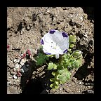 nemophila maculata - five spot nemophila maculata